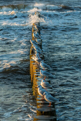 Mewy nad morzem © Pawel Gruntowicz