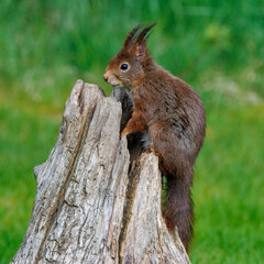 Eichhörnchen (Sciurus vulgaris) © Rolf Müller