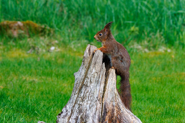 Eichhörnchen (Sciurus vulgaris) © Rolf Müller