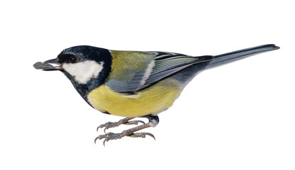 close up of great tit with sunflower seed isolated on transparent background. Parus major © Nitr