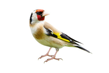 Naklejka premium Close up of european goldfinch isolated on transparent background. Carduelis carduelis