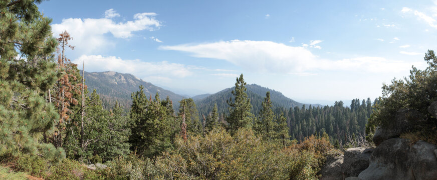 Panorama of Redwood Mountain Grove in Sequoia National park