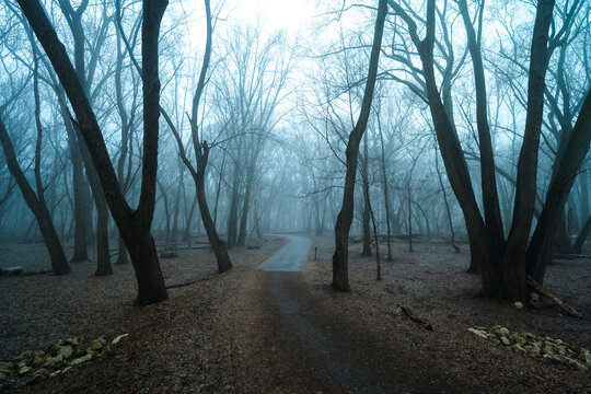 Trail through foggy forest with bare trees on cold morning.