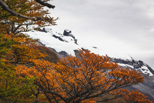 Autumn forest surroundings of El Chalt&eacute;n