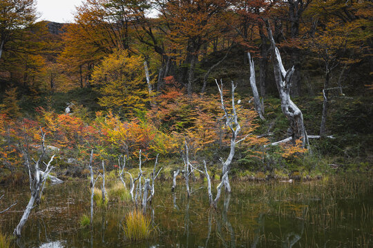 Autumn forest surroundings of El Chalt&eacute;n