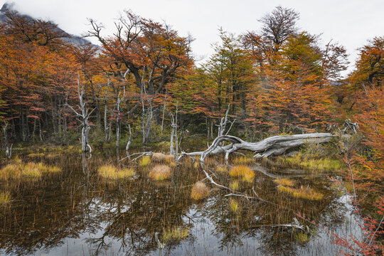 Autumn forest surroundings of El Chalt&eacute;n