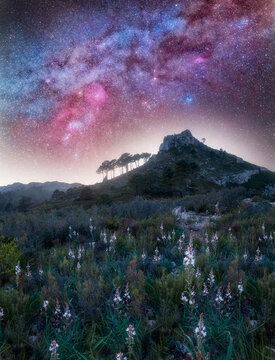 Winter Milky Way Over Mountain Landscape with White Flowers