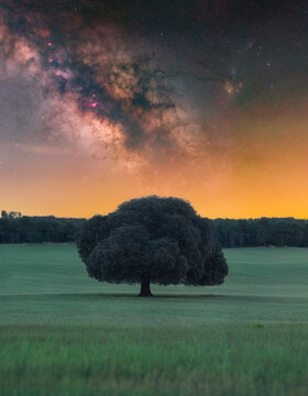 Milky Way Galactic Core Over Ancient Oak Surrounded by Wheat