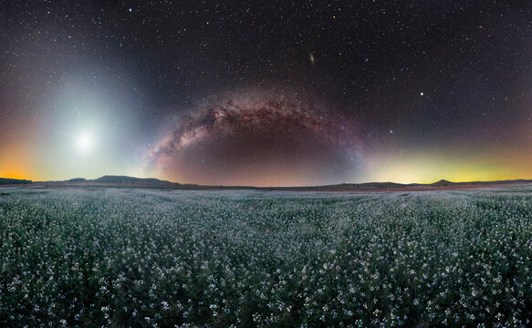 Milky Way Over White Flower Field with Moon Illuminating Landscape