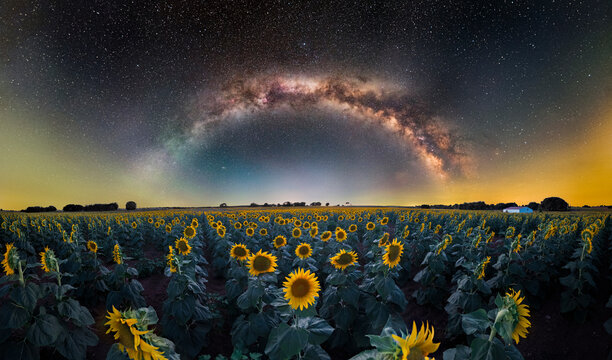 Night Sky with Milky Way Above Blooming Sunflowers