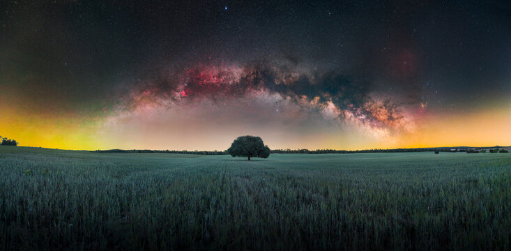 Astrophotography of Milky Way Over Lone Centenary Oak in Wheat Field