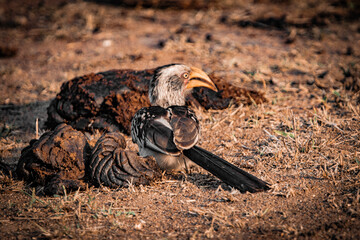 Southern yellow billed hornbill on ground in African savanna, wildlife South Africa © Rebekka