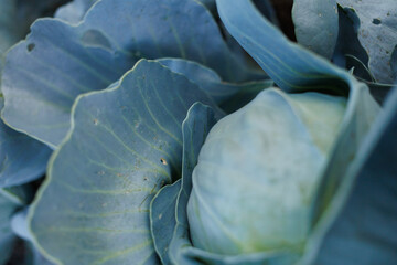 Obraz premium Cabbage leaves curl tightly, showcasing their natural patterns and colors in the garden