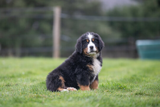 Adorable chiot bouvier bernois assis dans l'herbe