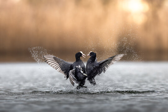 Bl&auml;sshuhn Revierkampf auf dem See