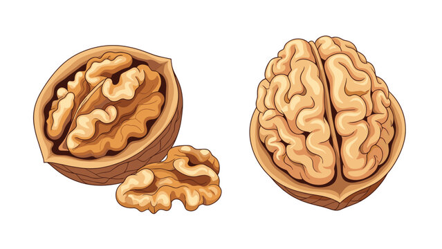 High quality illustration of whole and shelled walnuts on white background representing brain food and healthy snacking.