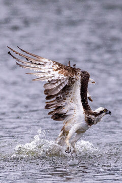 The beautiful flight characteristics of Osprey in Thailand.