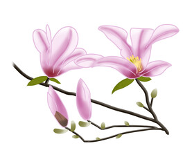 Obraz premium 早春にピンク色の大きな花をつけるコブシ