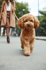 Toy poodle dog walking on a city street with an owner, enjoying an urban stroll and daily outdoor exercise