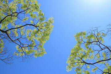 葉 緑 新緑 夏 青 空 背景