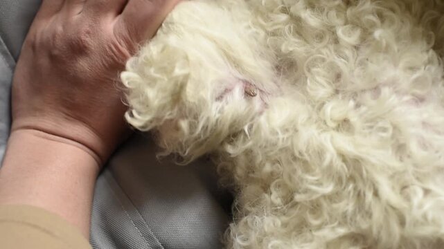 A video frame showing a close-up of a tick attached to the skin of a white curly-haired dog. A human hand is resting on the dog.