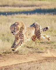 cheetah in the grass running fast  © Malik