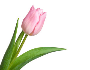 Naklejka premium Beautiful flowers on a white background.
