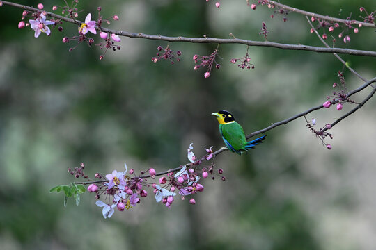 A long-tailed broadbill is perched on a branch.