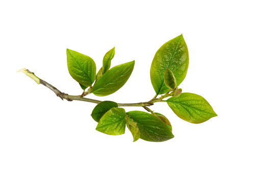 Fresh twig with spring green leaves isolated on white or transparent background