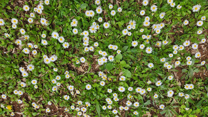 A field of common daisies, scientifically known as Bellis perennis. They have white ray florets (petals) surrounding a central yellow disc.  © cilicia