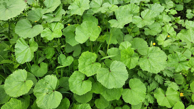 Fresh edible leaves of little Mallow, (Malva parviflora) in Mediterranean field in spring