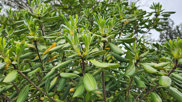 The fresh leaves, leathery, glossy dark green on top, and paler underneath of a Japanese Mockorange (Pittosporum tobira) in spring