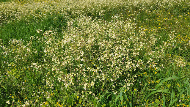 Wild Radish (Raphanus raphanistrum), a flowering plant species in the Brassicaceae family in a Medietrranean field in April.