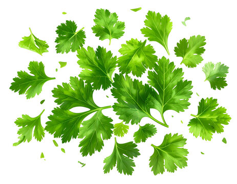 Vibrant green leafy herbs scattered and overlapping on a dark background
