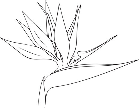 Minimalist bird of paradise flower, black line art, tropical plant, vector illustration