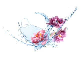 Fototapeta premium Beautiful peony flowers in water splash against white background