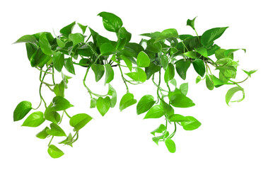 Obraz premium Vibrant green golden pothos on white background. Climbing house plant