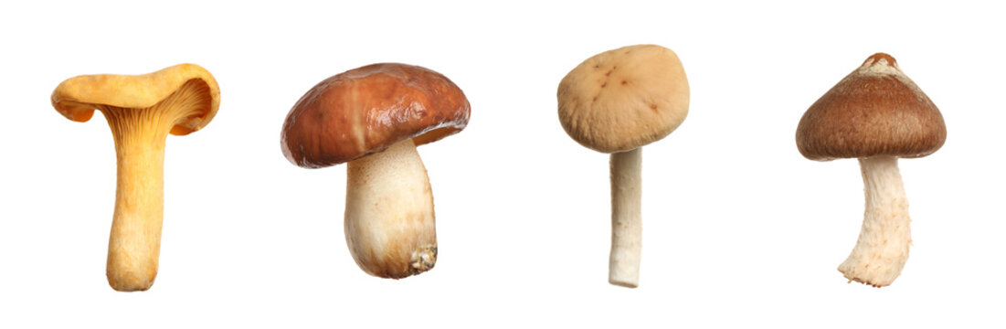 Various fresh mushrooms isolated on white, set