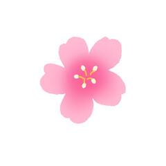 Fototapeta premium Cherry blossom icon