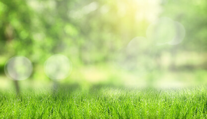 Lush green grass on sunny spring day