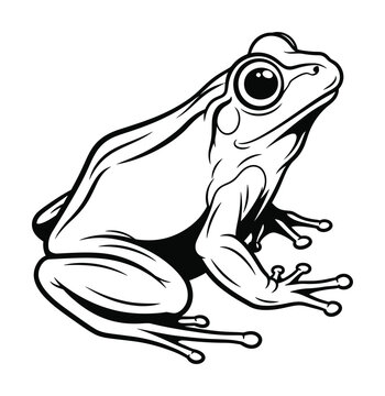 Vector of a cute frog sitting upright with prominent eyes and webbed feet