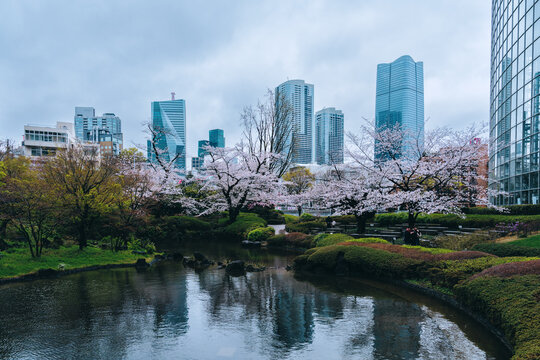 Cherry Blossoms at Roppongi Hills Park, Tokyo