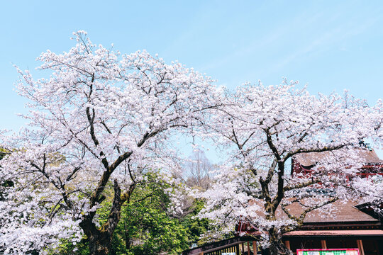 Cherry Blossom Tree and Building at Sengen Taisha