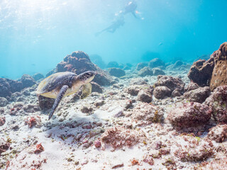 Fototapeta premium アオウミガメ, ウミガメ科, （英名学名：Green Turtle, Green Sea Turtle, Chelonia mydas） 東京都伊豆諸島式根島-2025 式根島は東京都心から南へ160km。 外周12kmの小さな有人島。 温かい黒潮が当たり水温と水質が高い。 また、リアス式の入り組んだ入り江が多く、海水浴や釣りが盛ん。 温泉島としても有名。海際に多くの無料露天風呂がある。 
