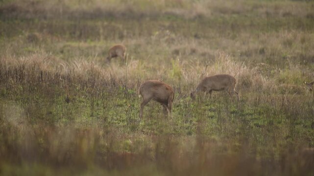 A peaceful scene featuring a group of Hog deer grazing in a lush field surrounded by trees and distant hills, evoking tranquility and nature.
