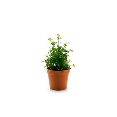 Fototapeta premium plant in a pot