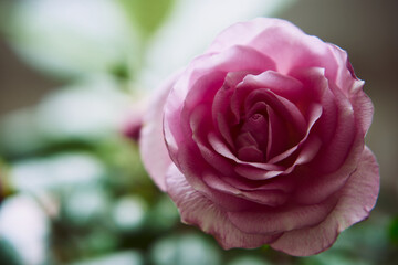 różowa róża  © Marcin Łazarczyk