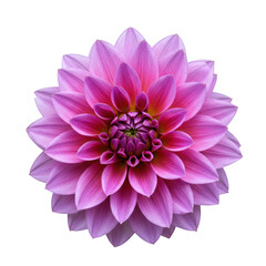 Fototapeta premium Close up of a pink dahlia flower isolated on transparent background