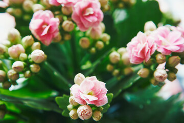 Kalanchoe Blossfelda, Kalanchoe blossfeldiana © Marcin Łazarczyk