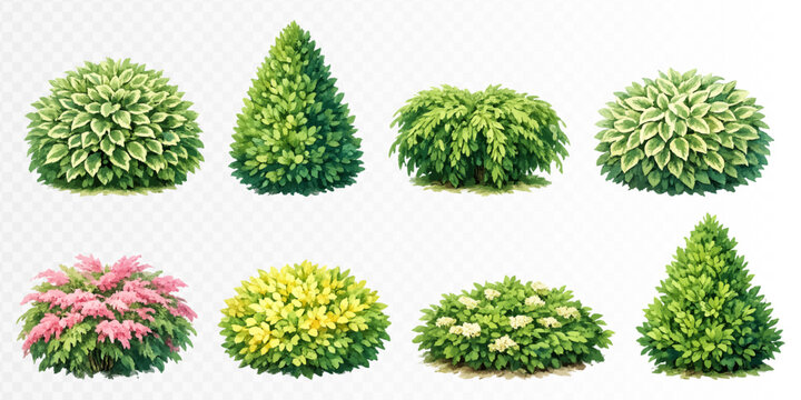 Decorative flowering shrubs and evergreen bushes in soft realistic watercolor garden style, versatile botanical clipart set for landscaping plans, borders, parks and outdoor scenes. Vector